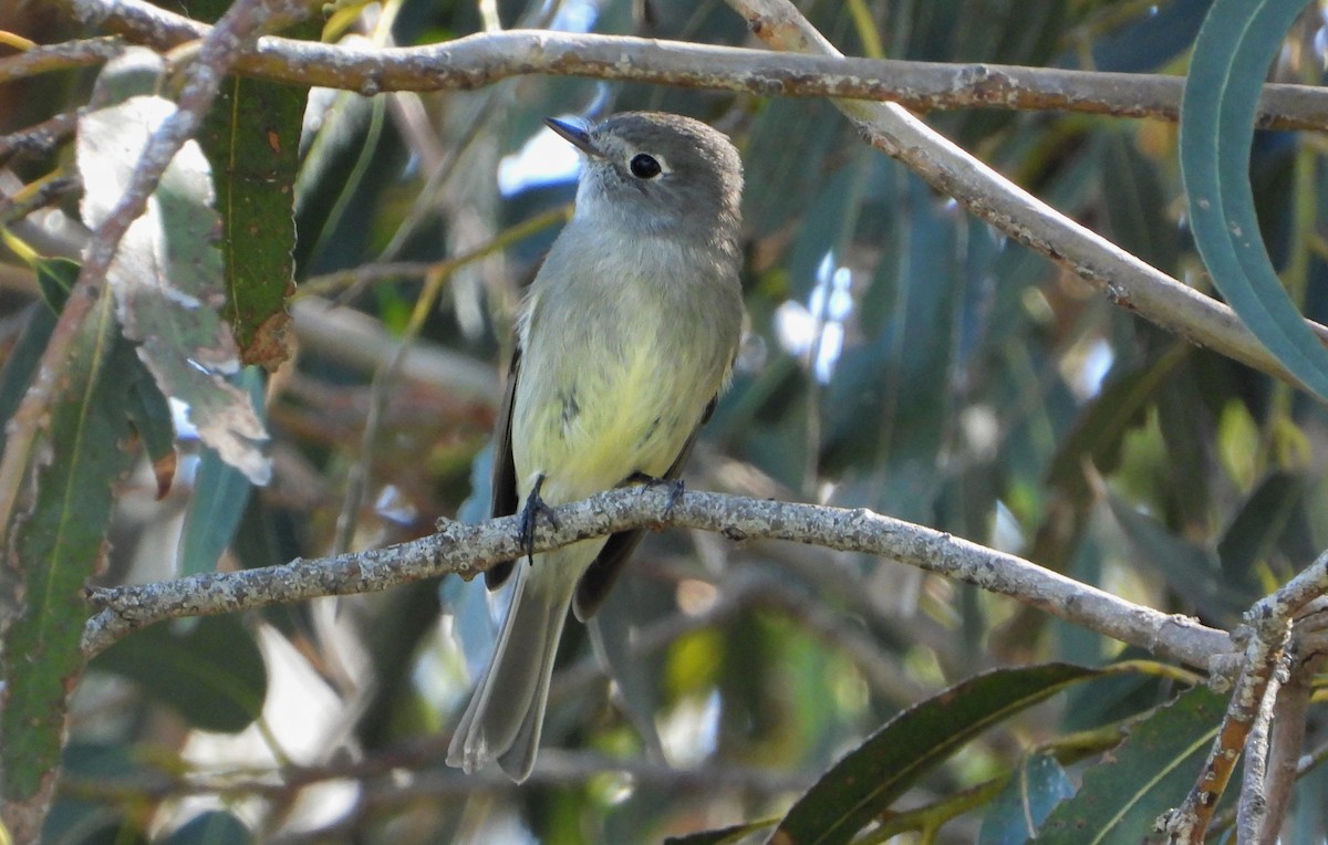 Hammond's Flycatcher - Antony Bamford