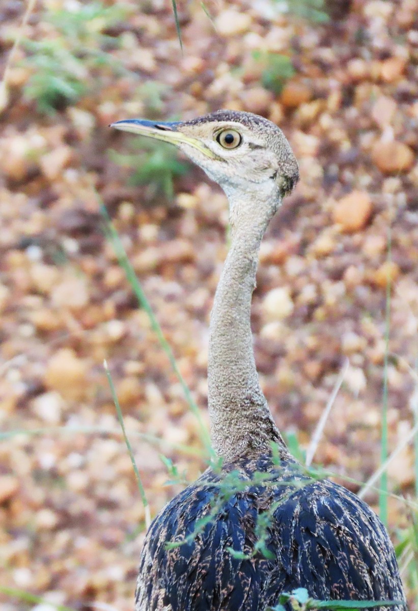 Black-bellied Bustard - ML556386901