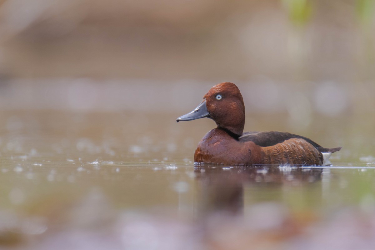 Ferruginous Duck - ML556387111