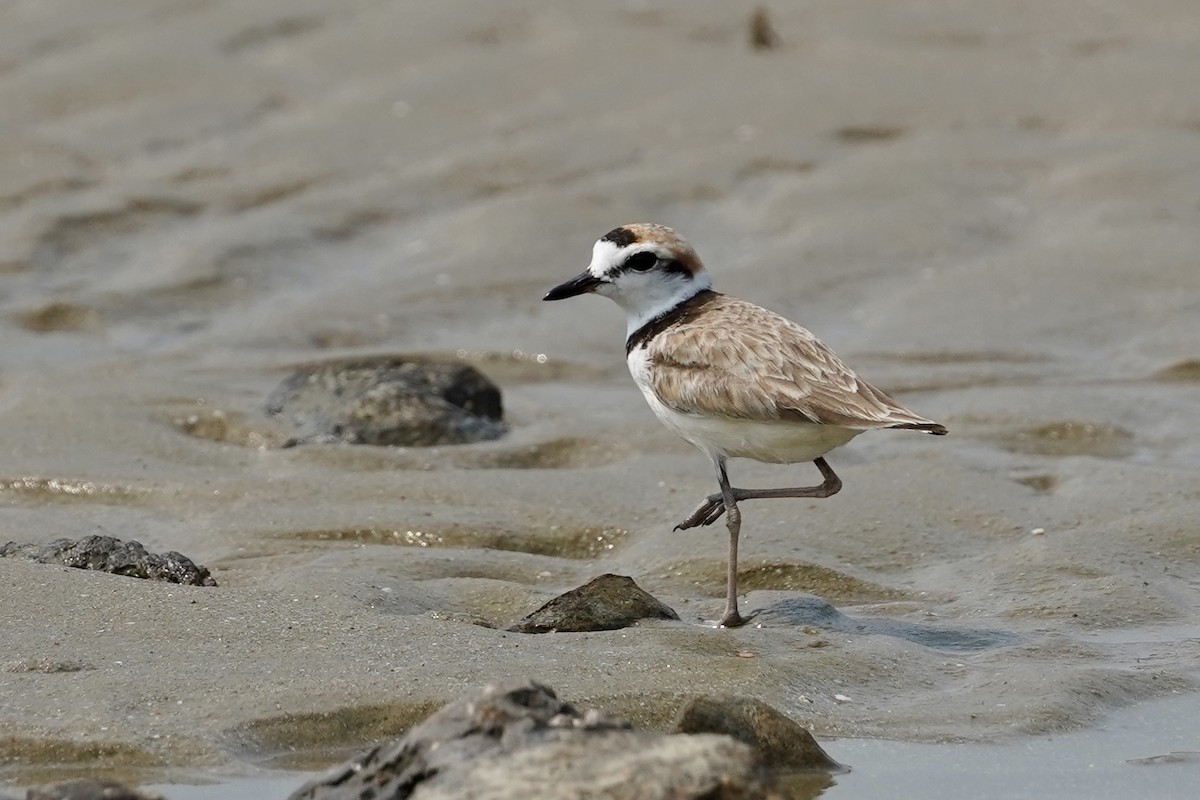 Malaysian Plover - ML556387311