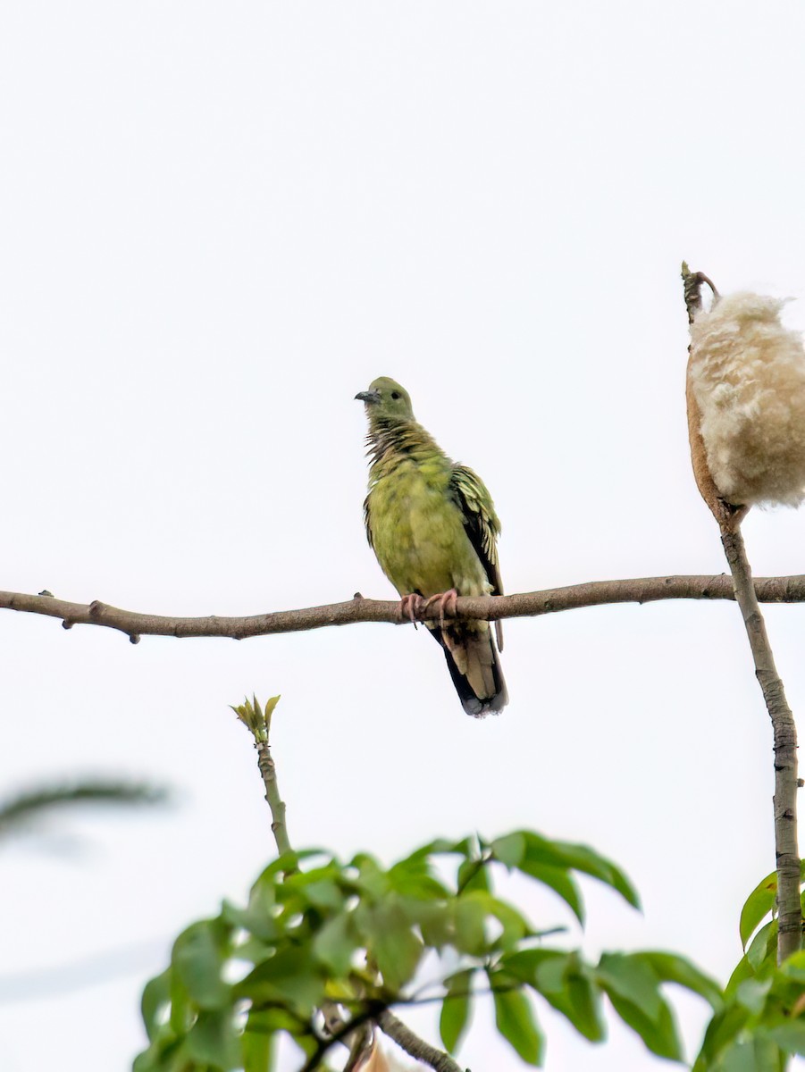 Pink-necked Green-Pigeon - Raxsoller Malayte