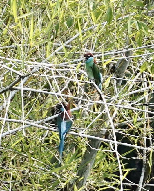 Blue-throated Bee-eater - ML556387861