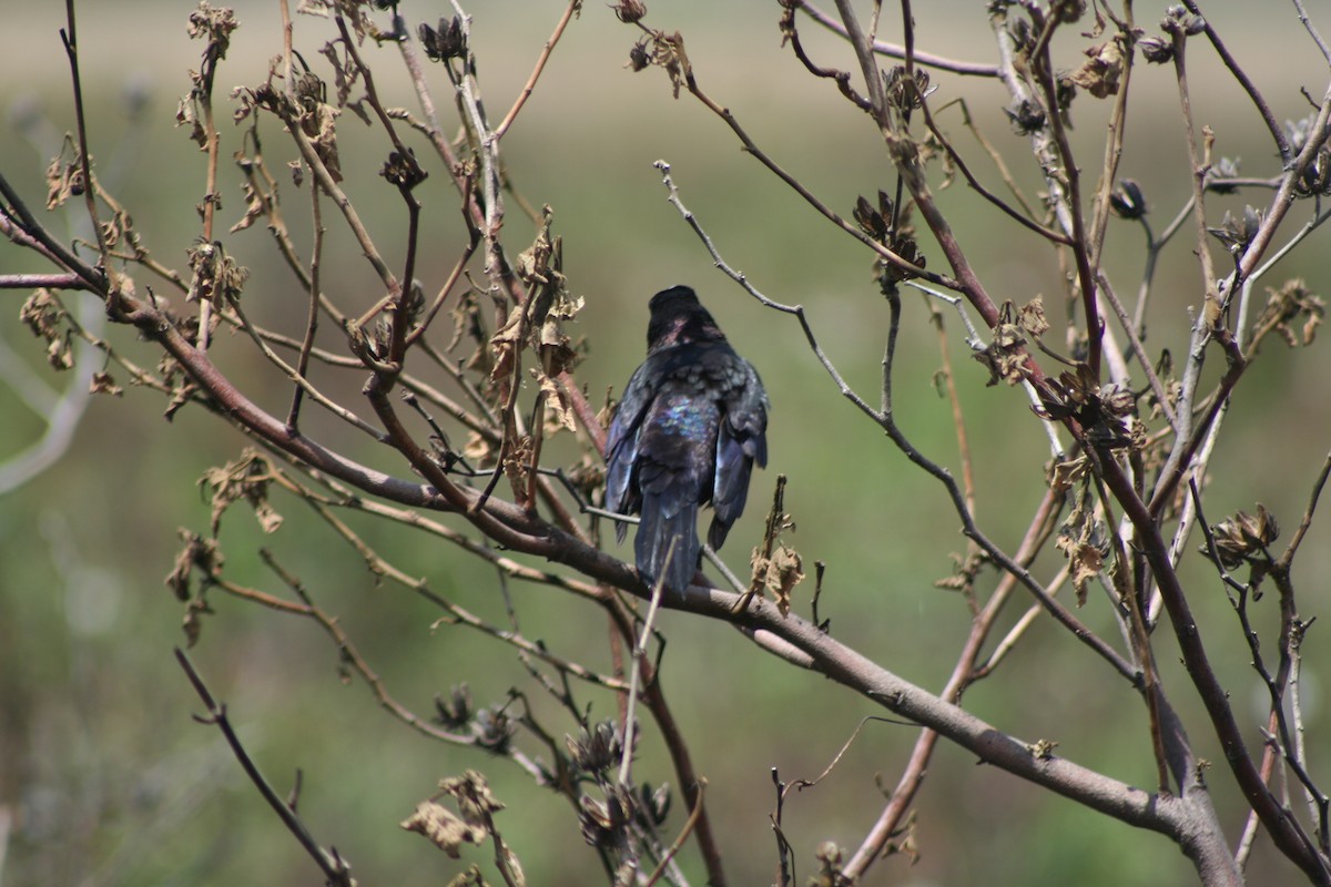 Common Grackle - ML55638881