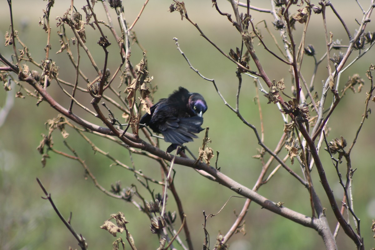 Common Grackle - ML55638891