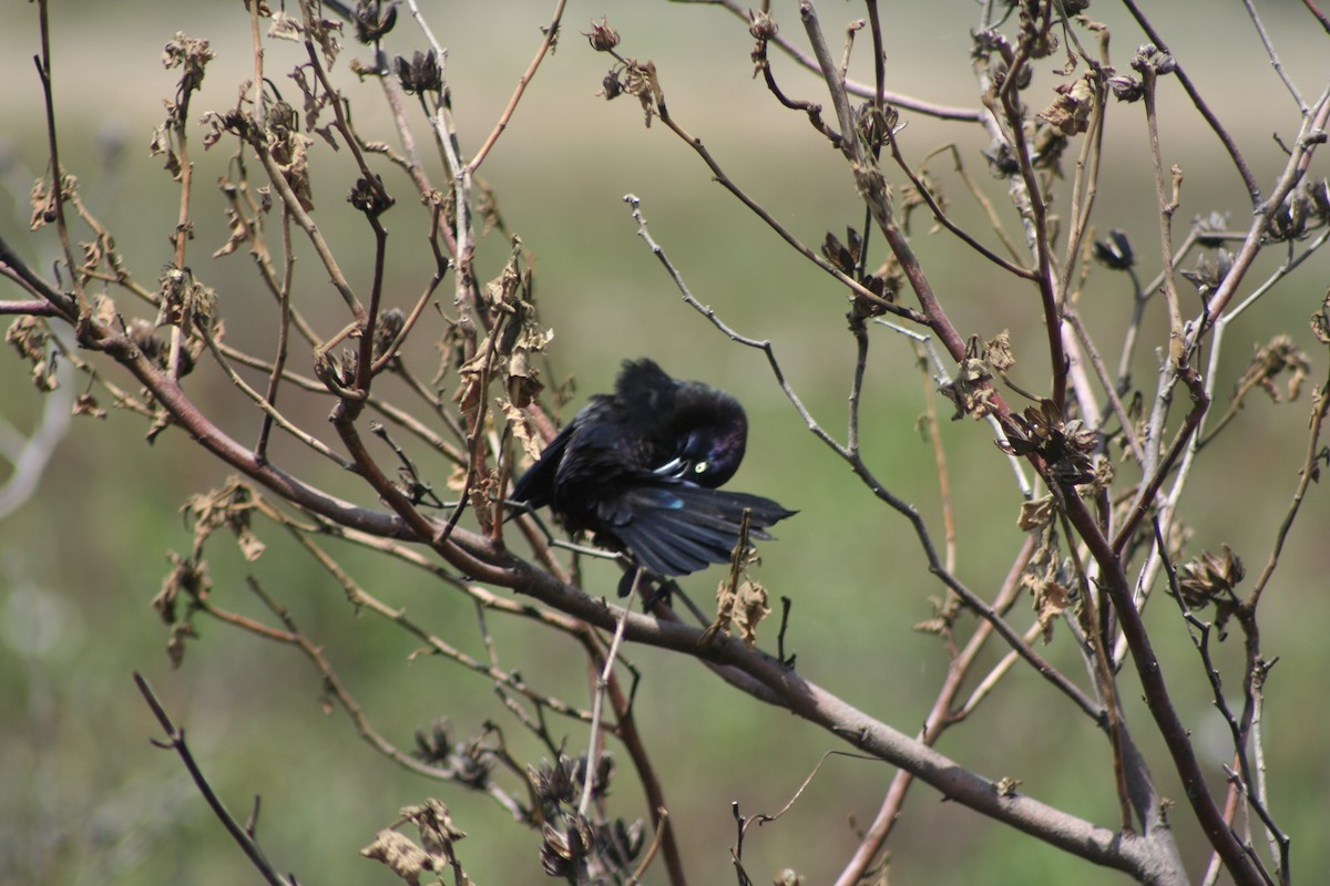 Common Grackle - David Simpson