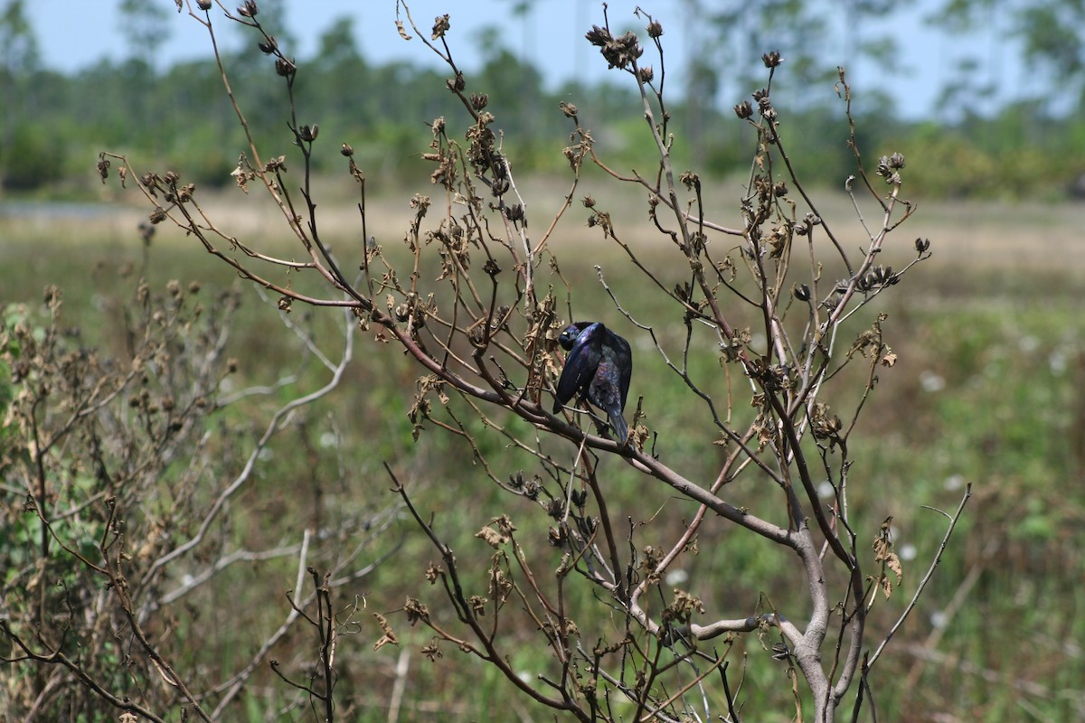 Common Grackle - ML55638921