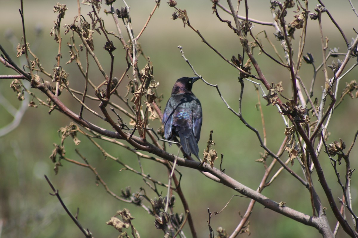 Common Grackle - David Simpson