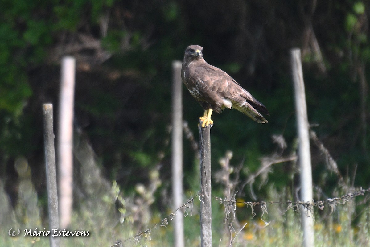 Common Buzzard - ML556390341