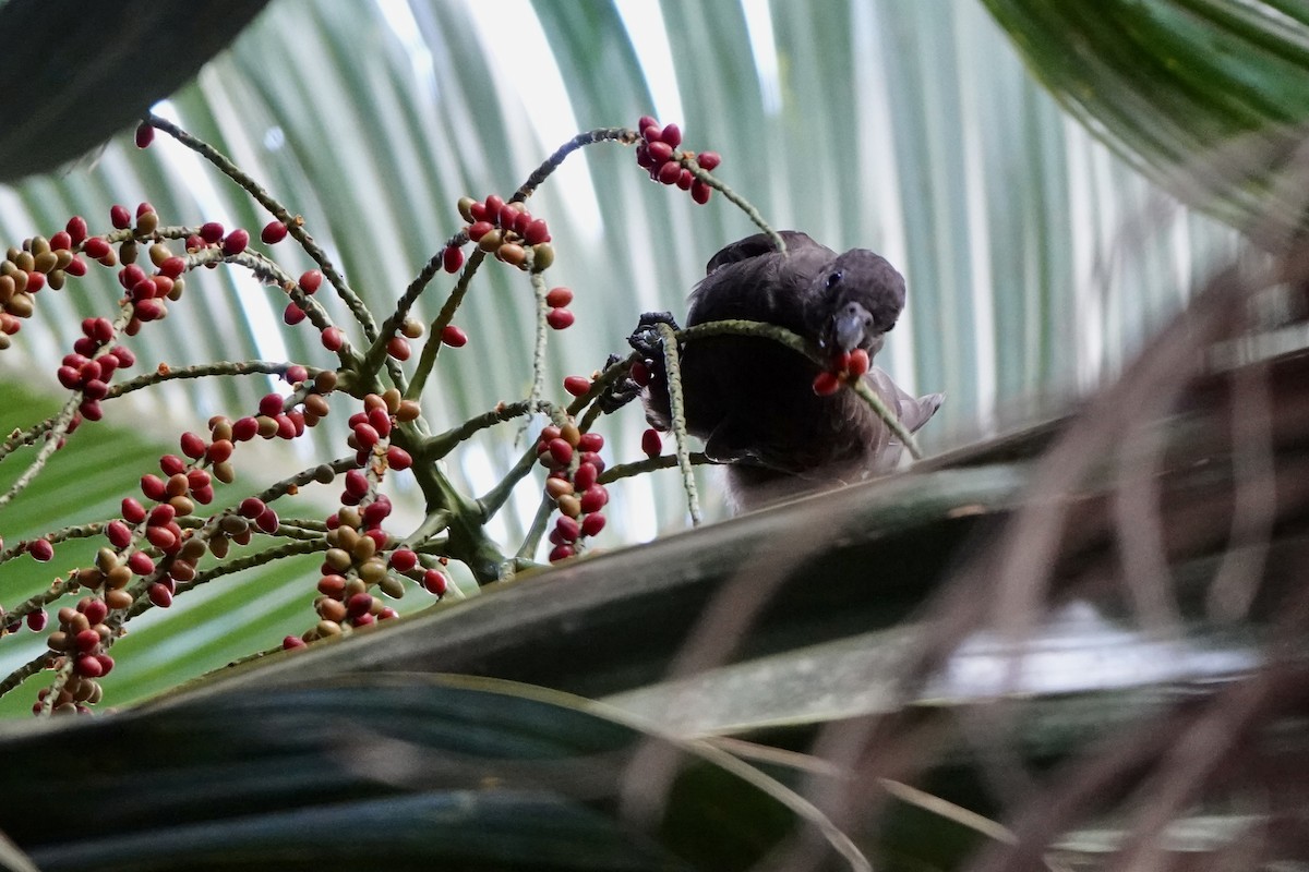 vaza seychelský - ML556391391