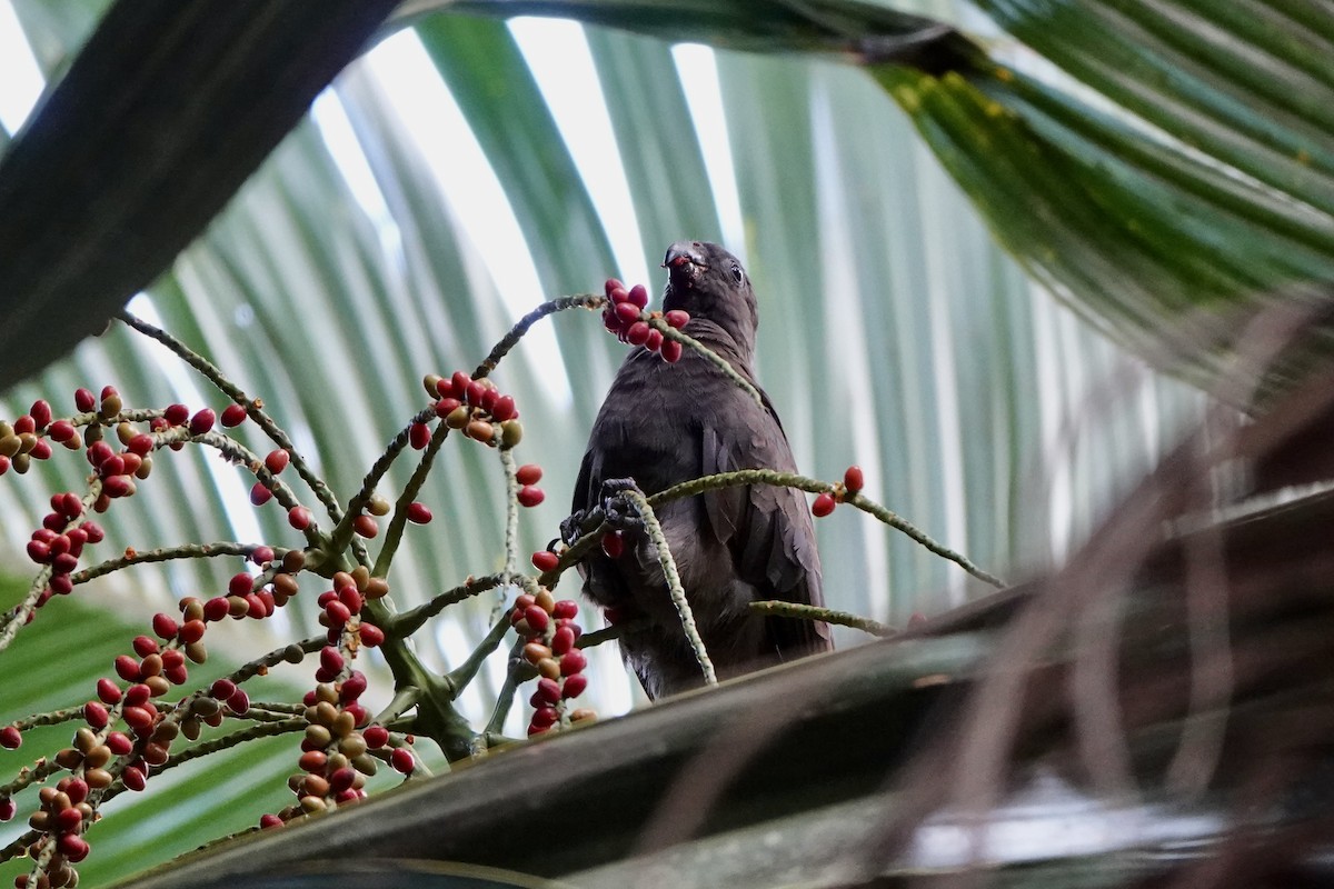 vaza seychelský - ML556391421