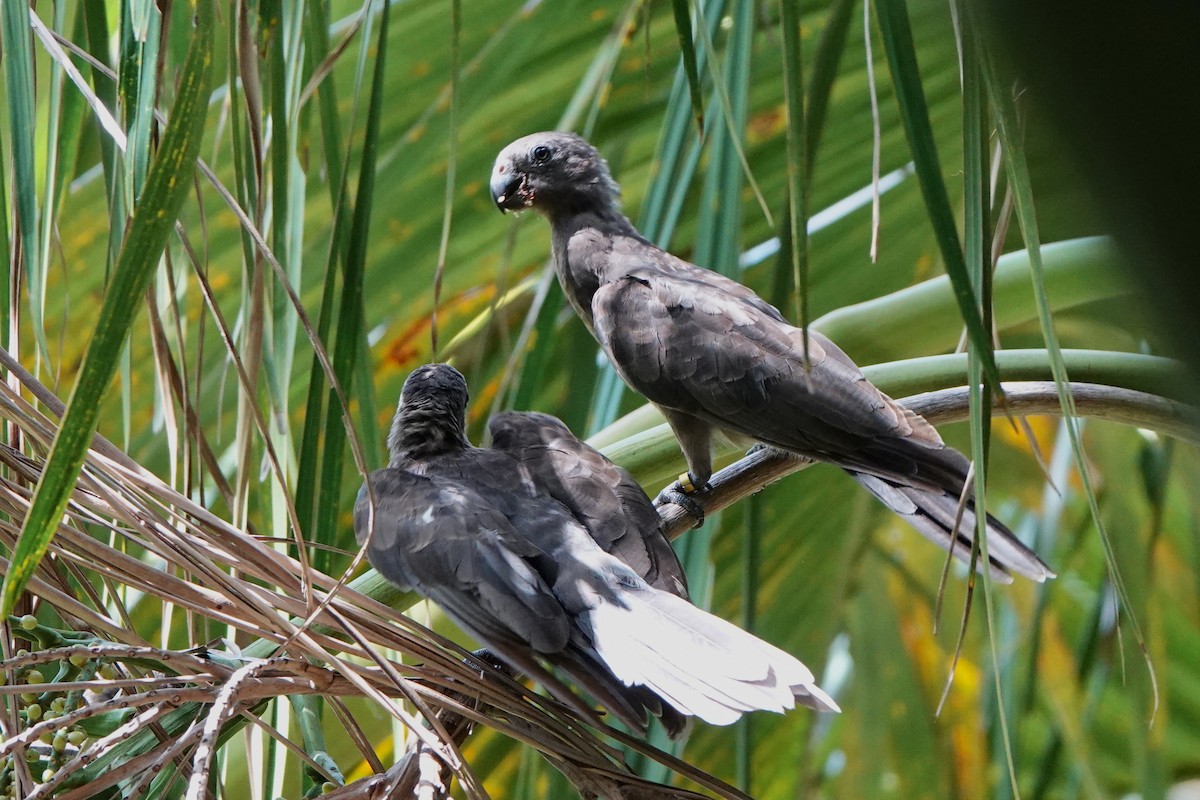 vaza seychelský - ML556391431