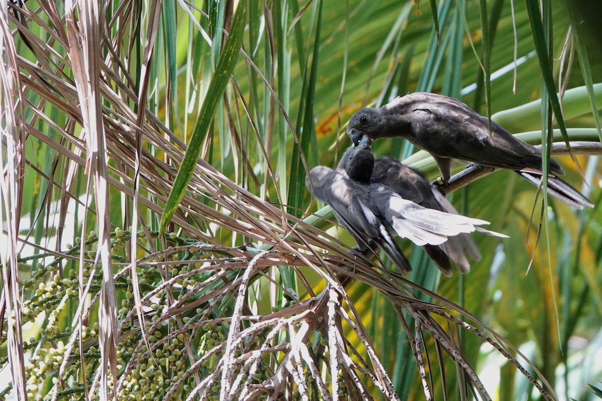 vaza seychelský - ML556391441