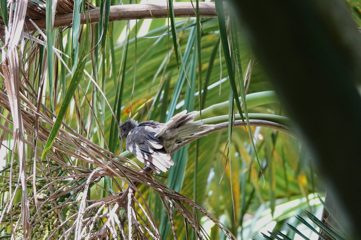 vaza seychelský - ML556391451