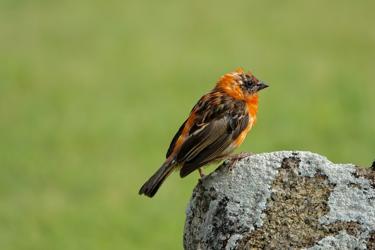 snovatec madagaskarský - ML556391571