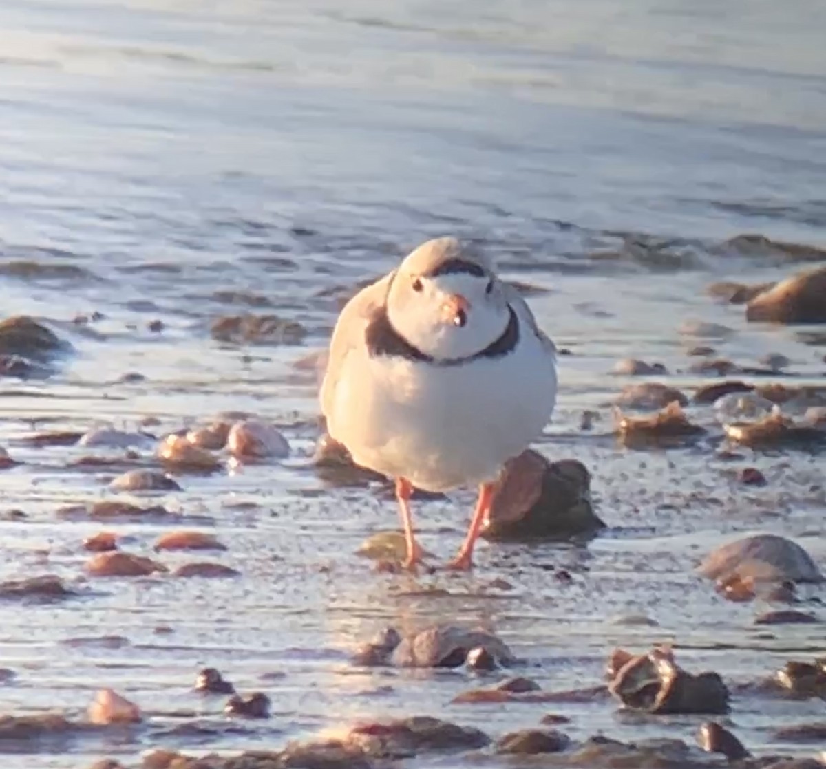 Piping Plover - Tina Green