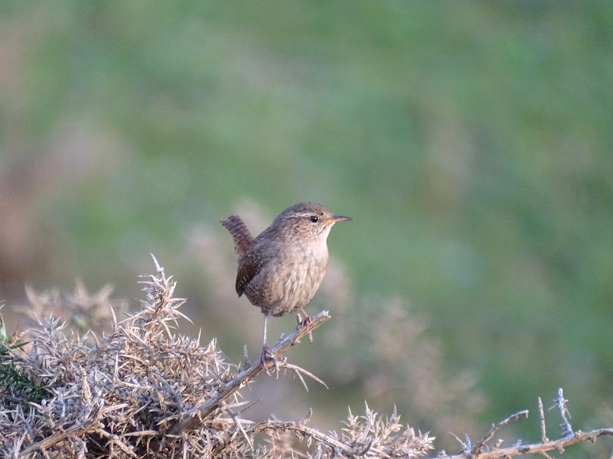 Eurasian Wren - ML556393921