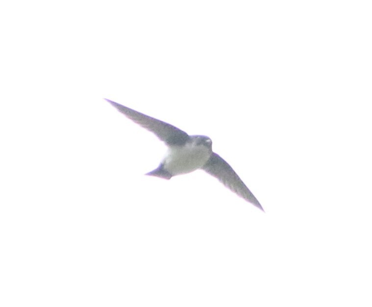 Nepal House-Martin - ML556394901