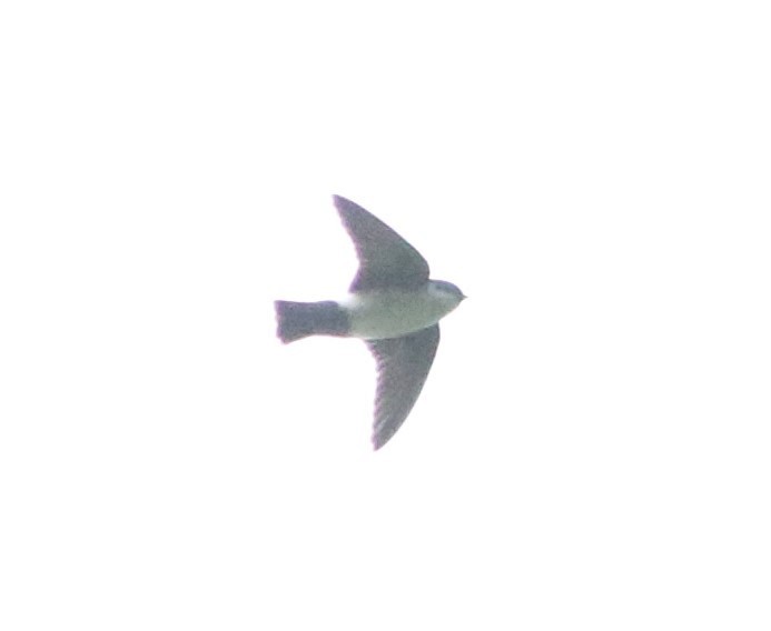 Nepal House-Martin - ML556394911
