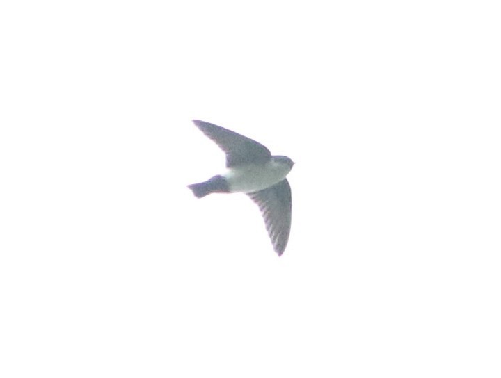 Nepal House-Martin - ML556394921