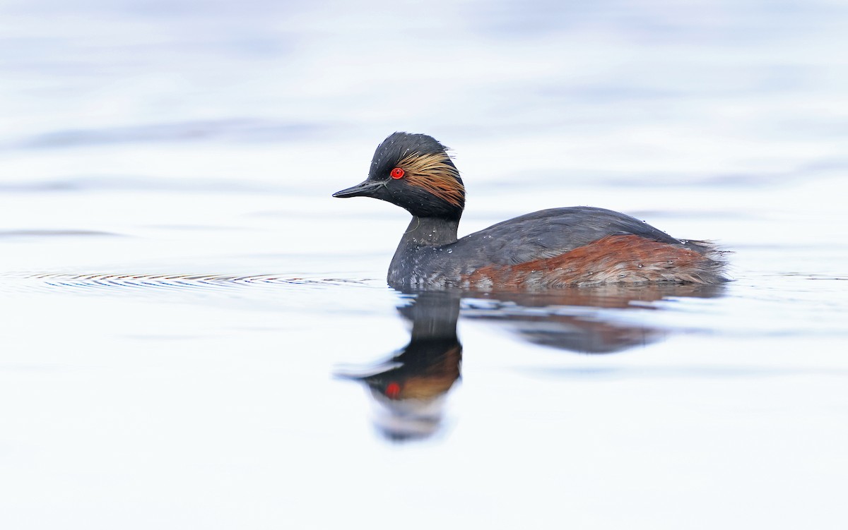 Eared Grebe - ML556395071