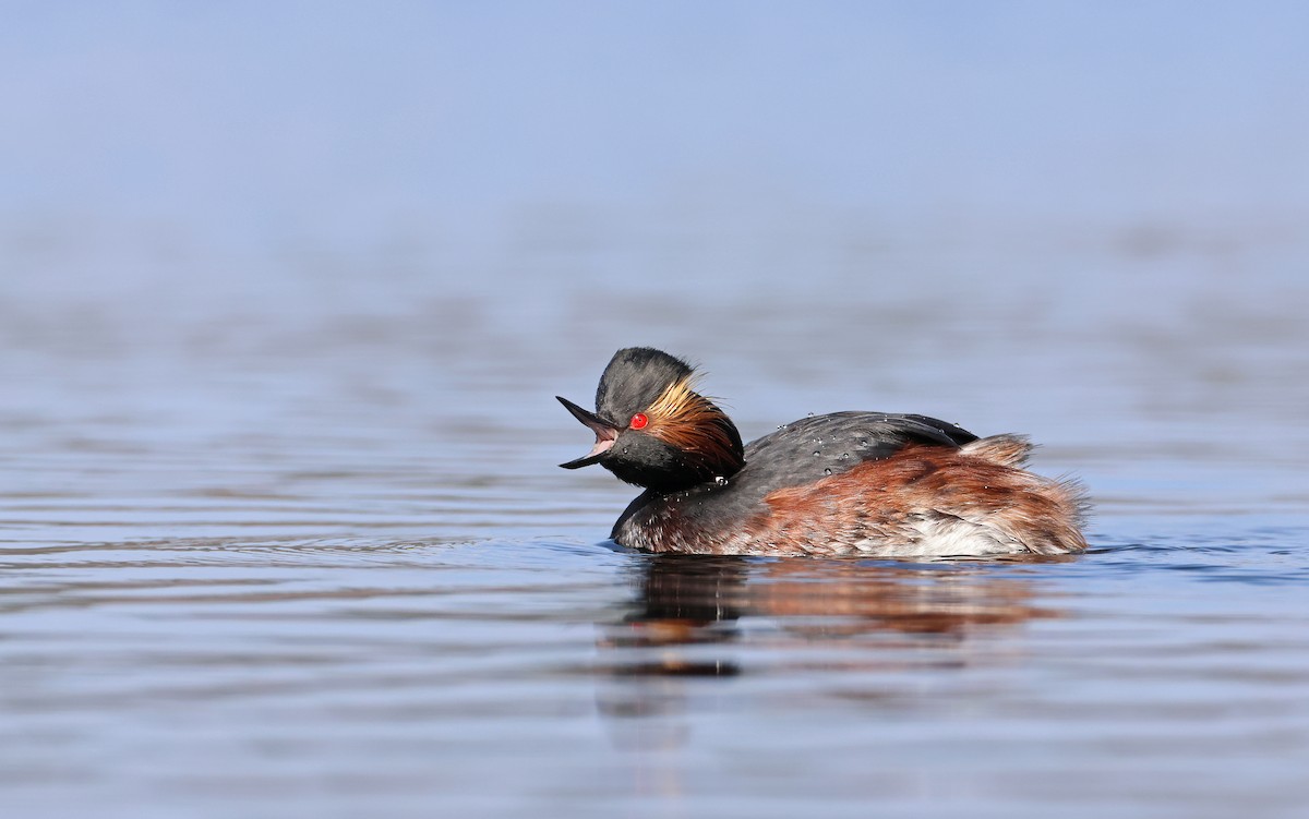 Eared Grebe - ML556395121