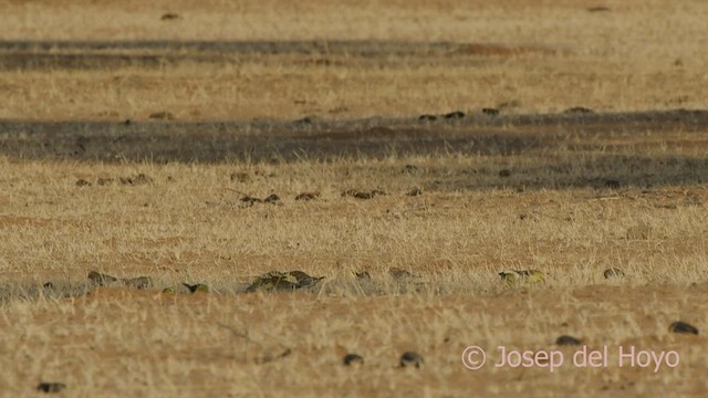 Moineau doré - ML556395191