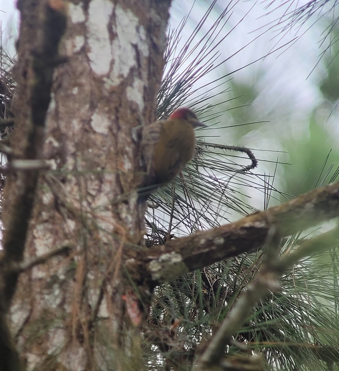 Stripe-cheeked Woodpecker - ML556395691