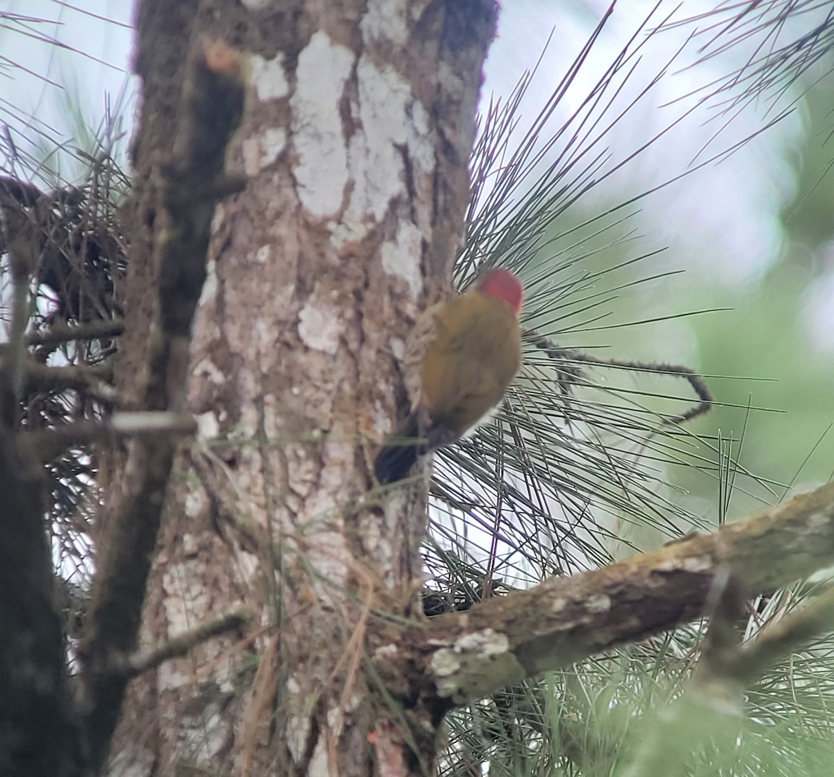 Stripe-cheeked Woodpecker - ML556395851