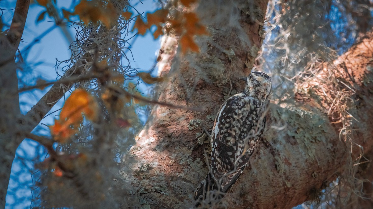 Downy Woodpecker - ML556396171