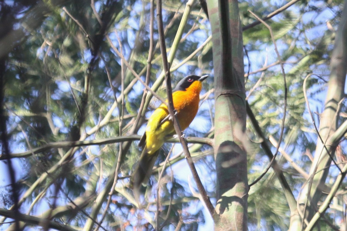 Black-fronted Bushshrike - ML556396651