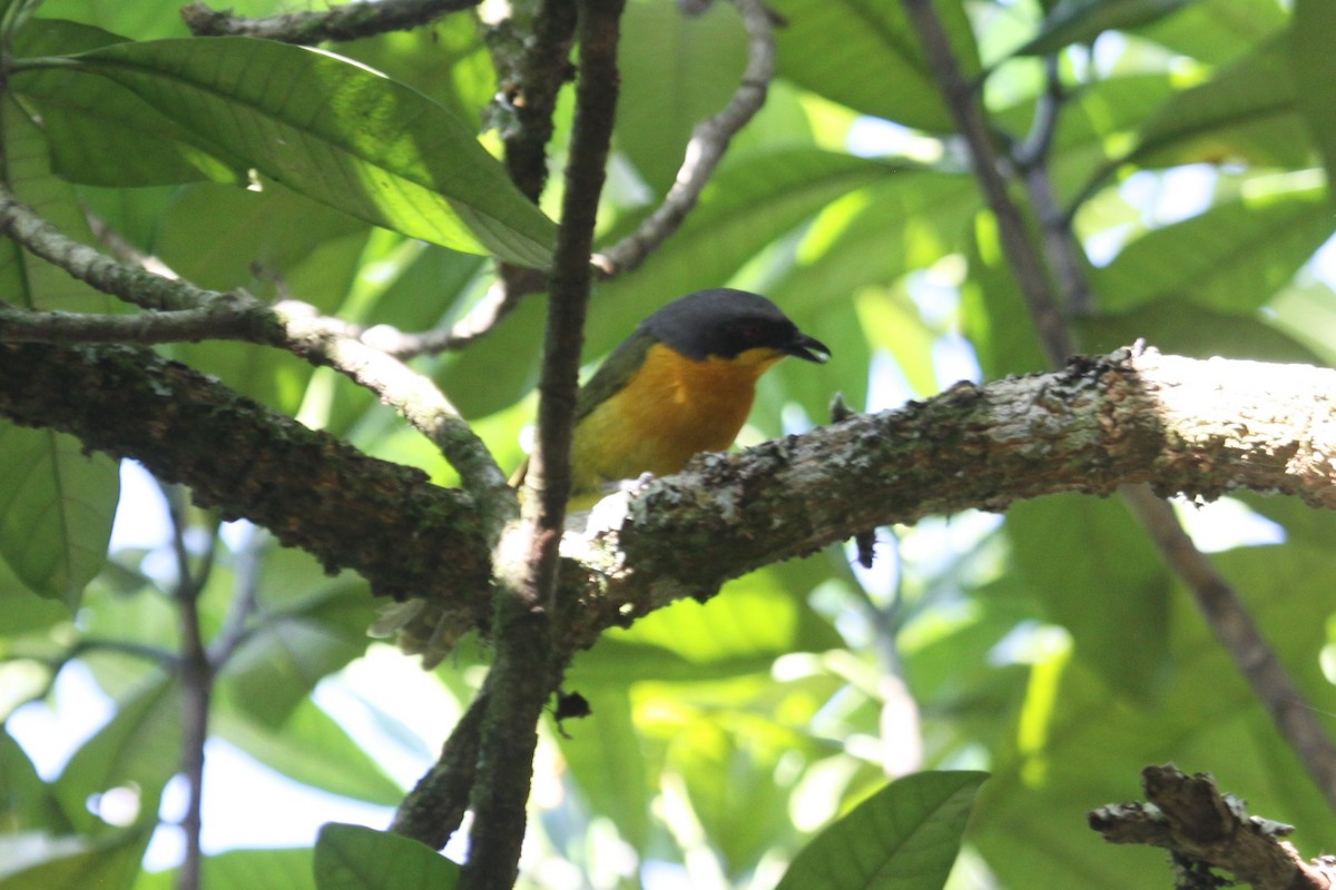 Black-fronted Bushshrike - ML556396661