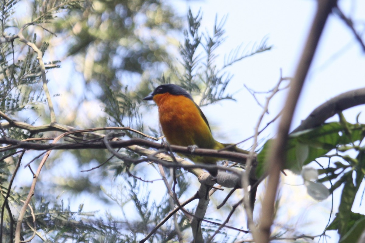 Black-fronted Bushshrike - ML556396671