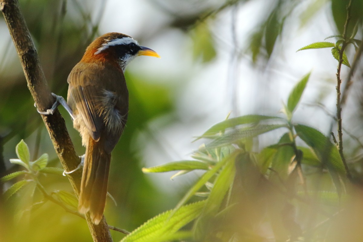 Streak-breasted Scimitar-Babbler - ML556396771