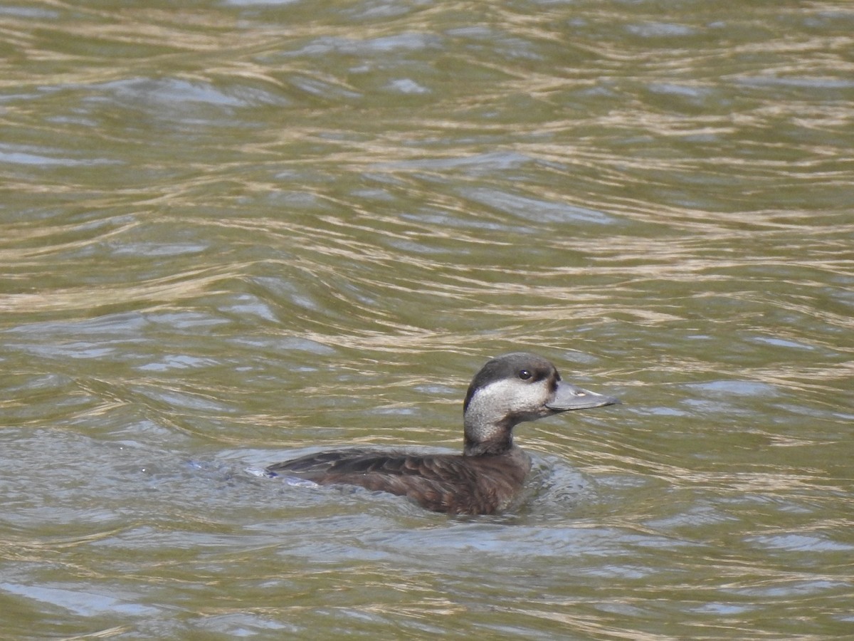Common Scoter - ML556397691