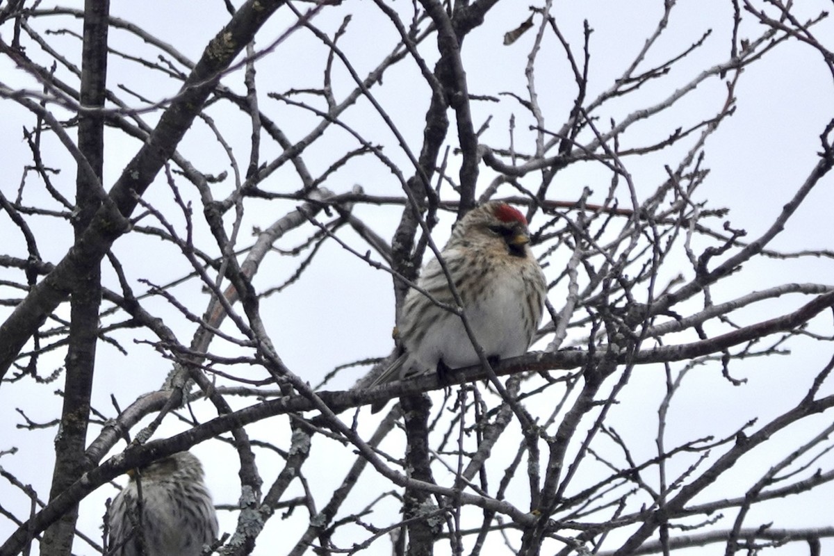 Common Redpoll - ML556398761