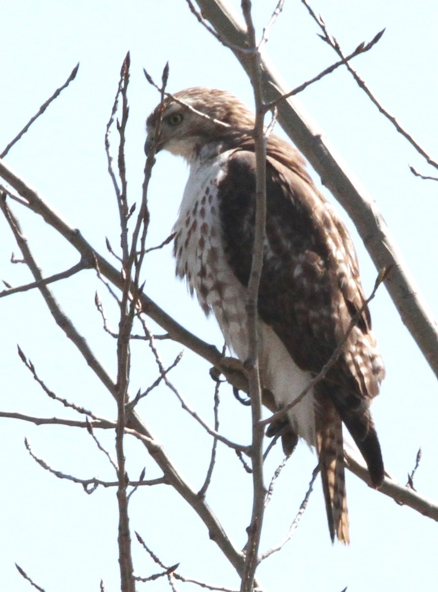 Red-tailed Hawk - ML556399601
