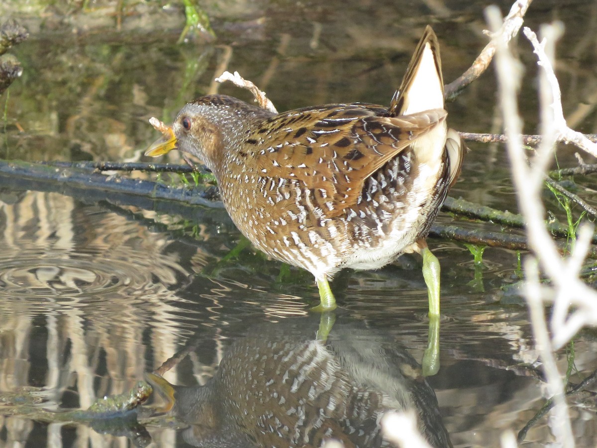 Spotted Crake - ML556399731