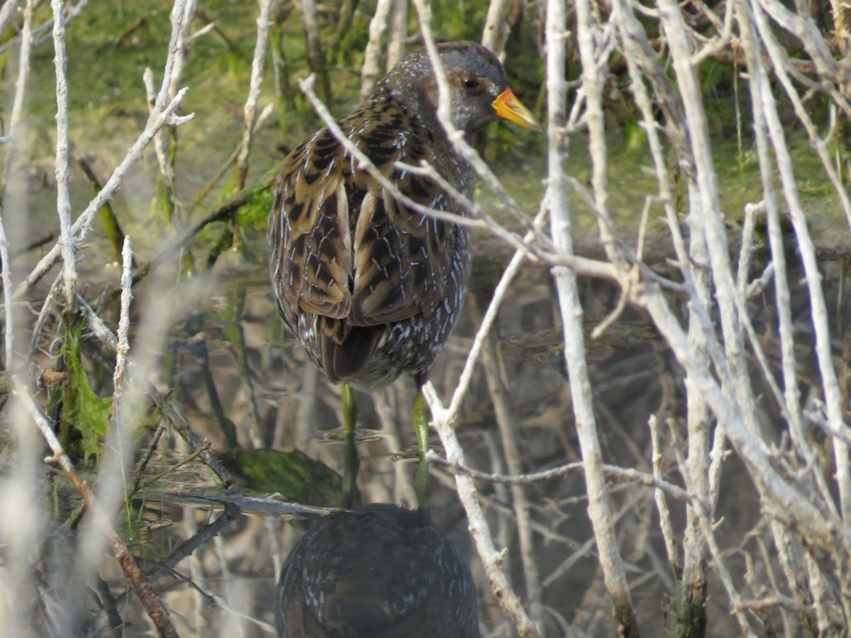 Spotted Crake - ML556399751