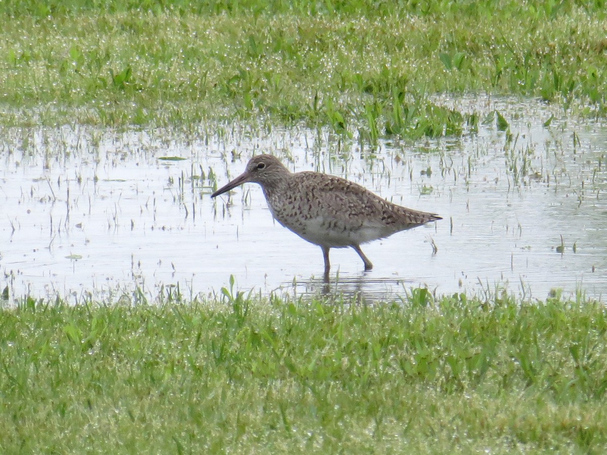 Willet - ML55640171