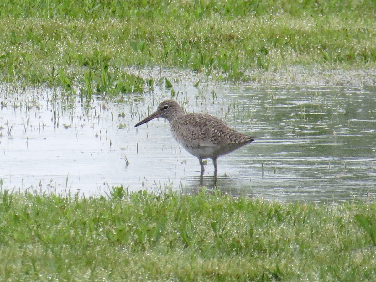 Willet - ML55640181