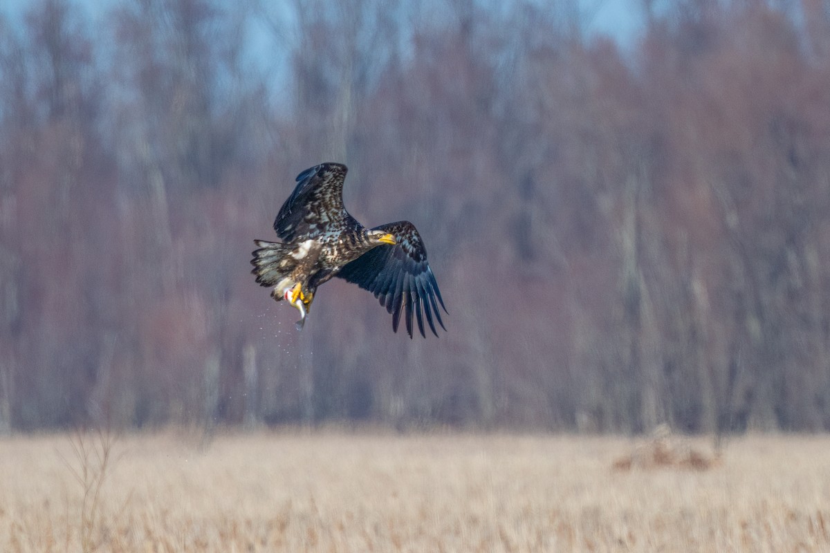 ハクトウワシ - ML556401901