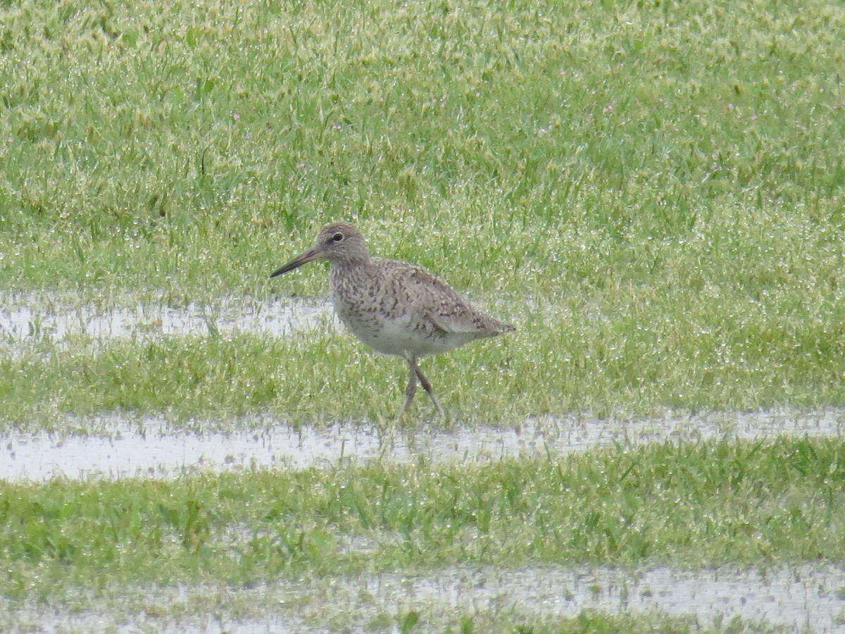 Willet - ML55640231