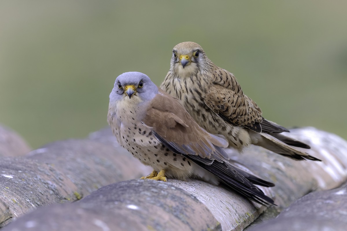 Lesser Kestrel - ML556402841