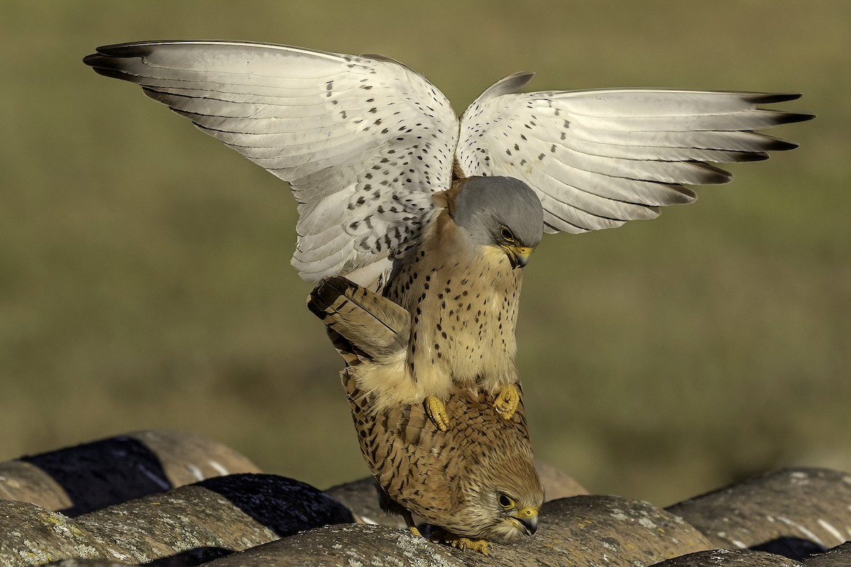 Lesser Kestrel - ML556402881