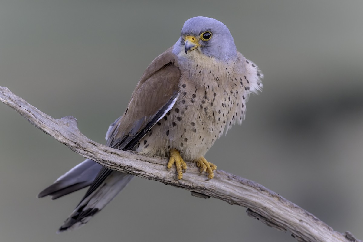 Lesser Kestrel - Ana  Mendes do Carmo