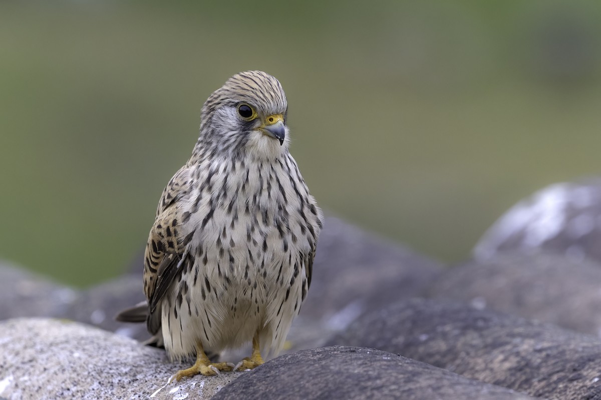 Lesser Kestrel - ML556403011