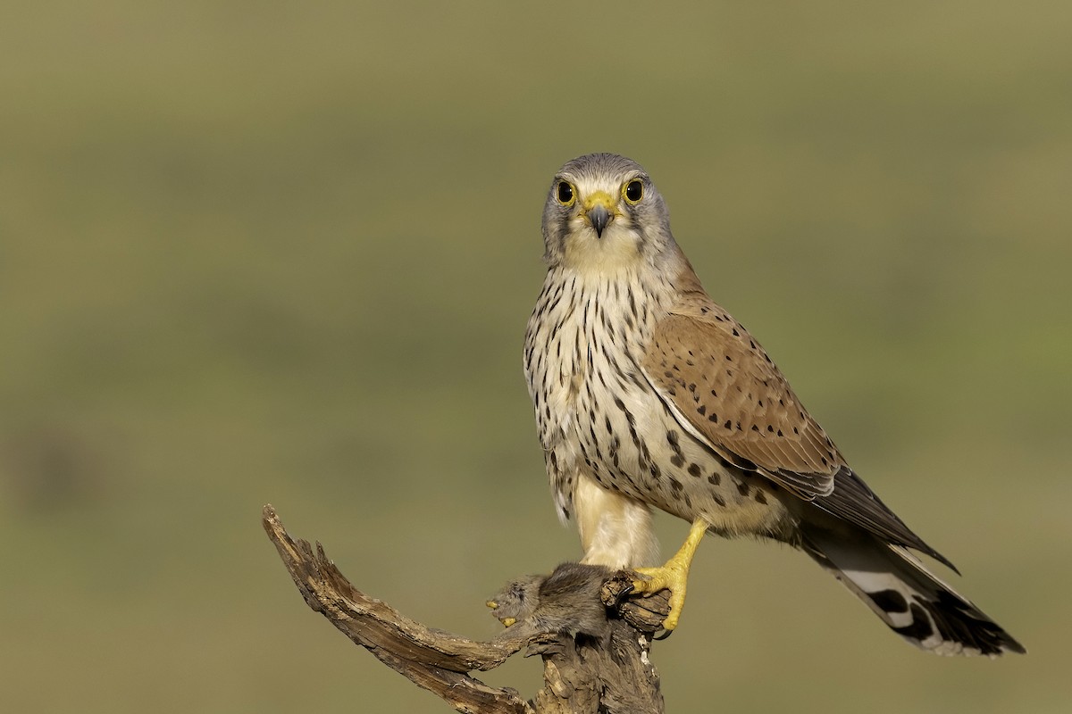 Eurasian Kestrel - ML556403121