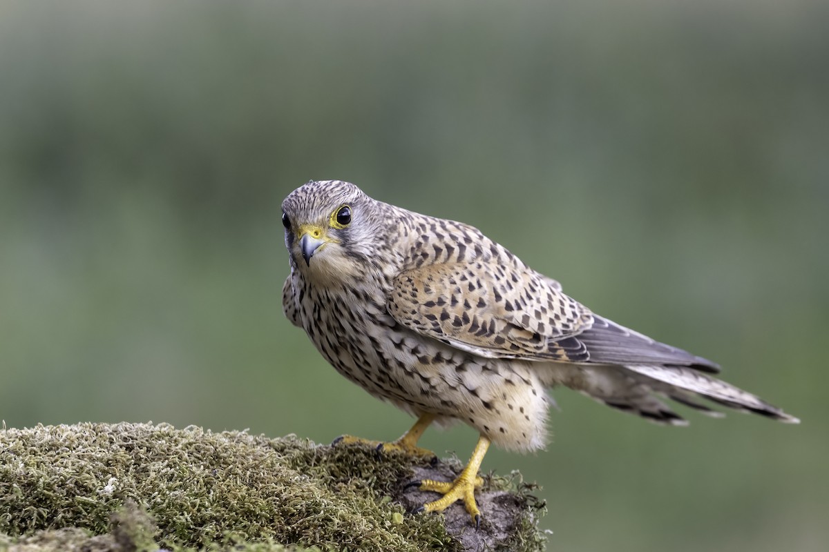 Eurasian Kestrel - ML556403141