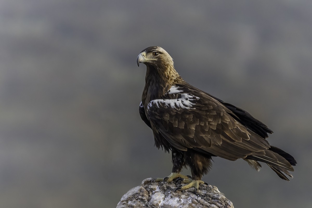 Spanish Eagle - ML556403301