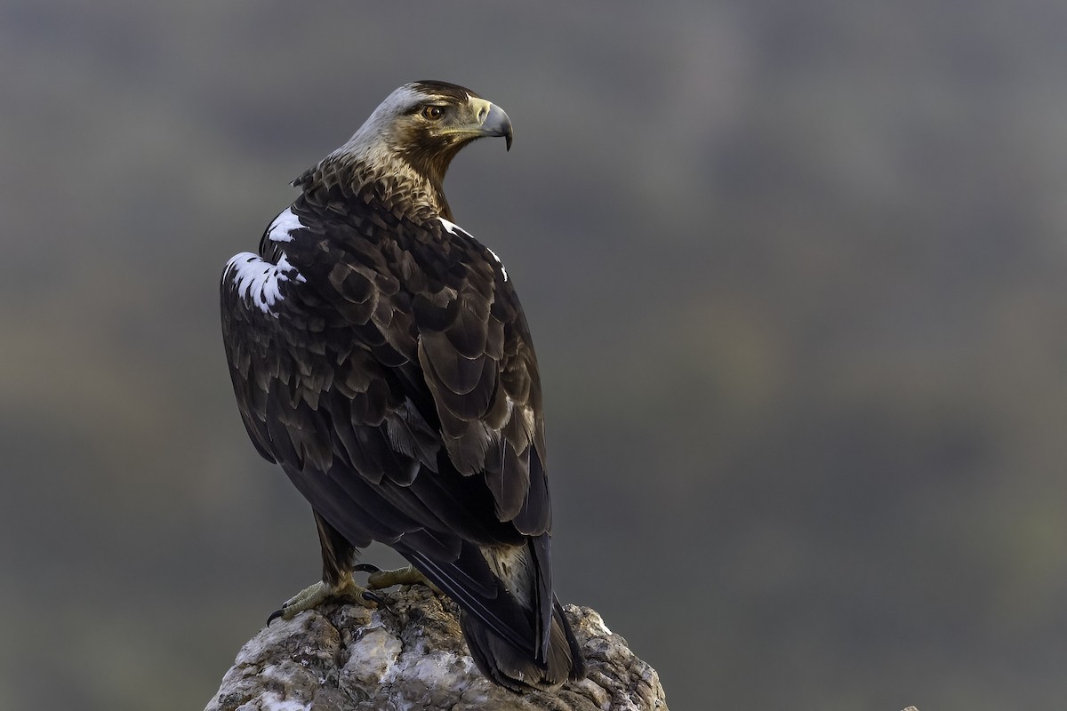 Spanish Eagle - Ana  Mendes do Carmo